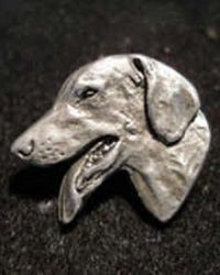 American Foxhound